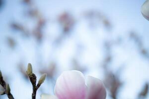 magnifique Frais épanouissement printemps magnolia. sélectif se concentrer, brouiller photo