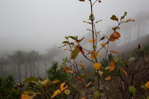 des arbres dans le brumeux forêt. l'automne paysage photo