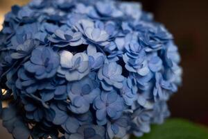 magnifique Frais printemps bleu hortensia fleur. fermer coup photo