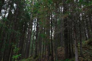 vue de grand mince vert des arbres dans le l'automne forêt photo