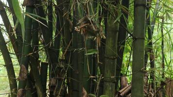 bambou arbre dans tropical forêt. bambou Contexte photo