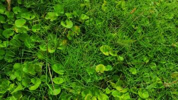 centella asiatica plante rampant autour vert herbe. photo Contexte de herbe, la nature. à base de plantes les plantes