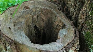 vieux et creux arbre souches, illégal enregistrement de des arbres, forêt conservation. photo