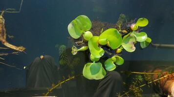 l'eau jacinthe dans rawa stylo lac. l'eau jacinthe fleurit. photo