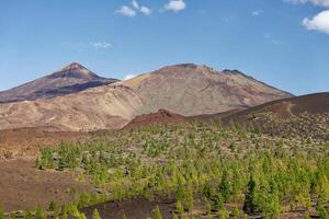 vue de monter teide et pico viejo volcan dans Ténérife, canari îles, Espagne. vert pin des arbres dans le premier plan. célèbre les destinations pour randonneurs. teide nationale parc, unesco monde patrimoine placer. photo