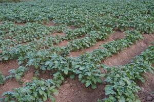 une champ de patates croissance dans le saleté photo