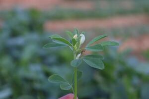 une main en portant une petit plante avec vert feuilles photo