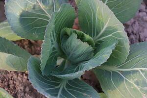 une proche en haut de une feuillu vert plante photo