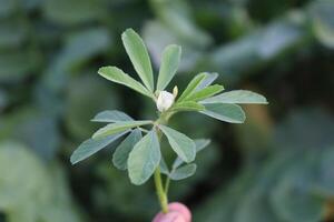 une main en portant une petit plante avec vert feuilles photo