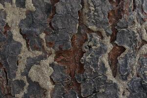 une proche en haut de une arbre avec certains peindre sur il photo