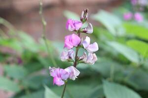 pois les plantes dans le jardin photo