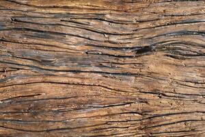 texture du bois photo