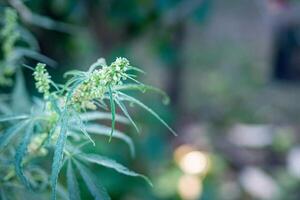 fermer de cannabis plante croissance de le sol. chanvre vert feuilles pour médical photo