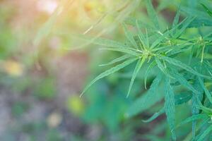 fermer de buisson floraison herbe cannabis dans les terres agricoles pour médical avec lumière du soleil Contexte photo