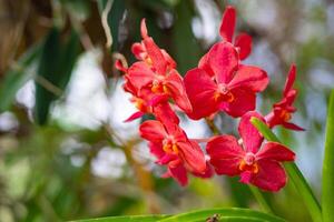 fermer de magnifique rouge orchidées sont épanouissement avec la nature Contexte dans le jardin photo