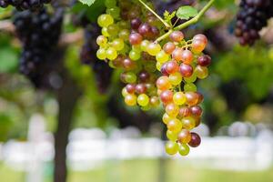 grappes de rouge et vert les raisins pendre de une vigne photo