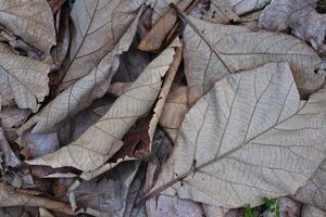 séché teck feuilles sur le sol photo