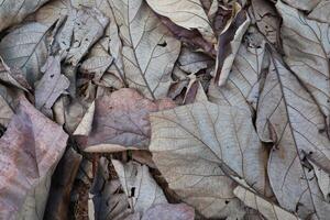 séché teck feuilles sur le sol photo