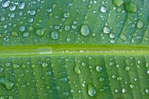 fermer rosée sur le banane feuilles photo