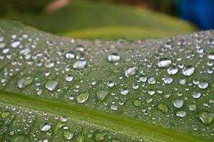 fermer rosée sur le banane feuilles photo