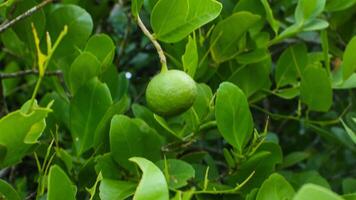 un petit Orange avec une vert feuille Contexte photo