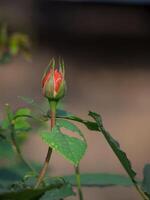 miniature rouge Rose fleur dans le jardin. photo