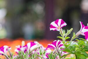 fermer de magnifique phlox fleur sont épanouissement dans le jardin photo