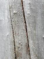 délavé bois texture. ancien bois Contexte. vieux bois texture photo