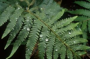 ai généré rosée couvert fougère plante feuilles. produire ai photo