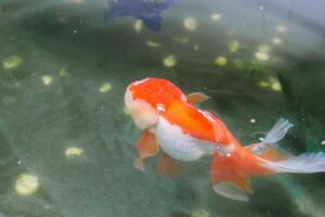 poisson rouge dans aquarium poisson étang proche en haut photo