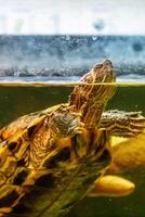 magnifique tortue nage dans le l'eau photo