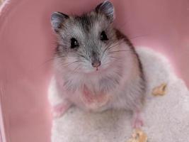 le hamster nain de Campbell photo