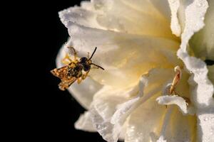 magnifique été éponge jonquilles avec abeille photo