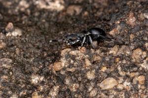 petite tortue fourmi