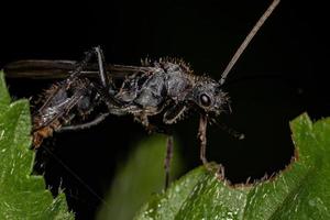 fourmi ectatommine mâle ailé adulte photo