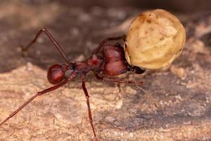 fourmi coupe-feuille adulte photo