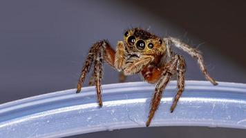 araignée sauteuse maison adanson photo