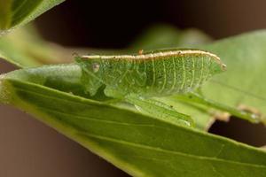 nymphe katydide feuille photo