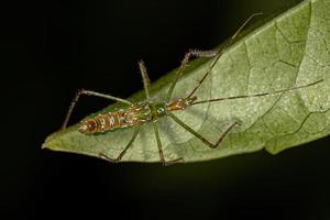 assassin bug nymphe