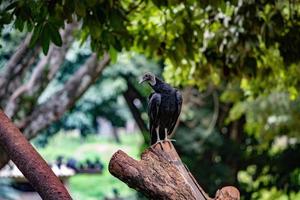 vautour noir américain photo