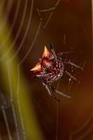 petit orbweaver rouge photo