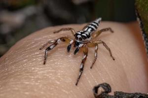 petite araignée sauteuse photo