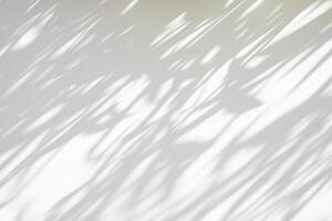 Arbre naturel abstrait feuilles ombre sur fond de mur blanc photo