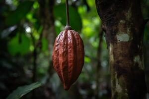 ai généré pendaison cosse cacao des haricots dans verger. produire ai photo