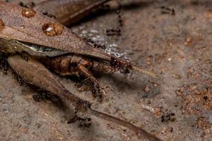 fourmi africaine à grosse tête s'attaquant à un vrai cricket photo