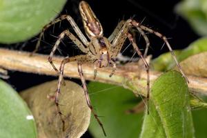 araignée lynx adulte photo