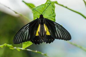 macro magnifique papillon troides radamanthe photo