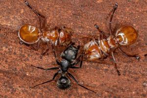 interaction entre les fourmis tortues fourmis charpentières