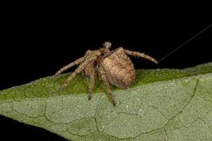 petite araignée orbweaver photo