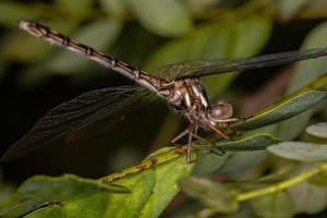 Insecte libellule adulte femelle photo